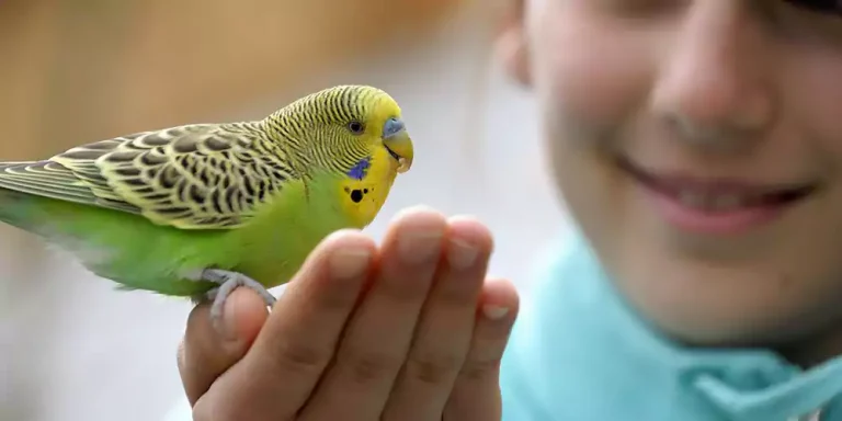 8 Best Small Pet Birds