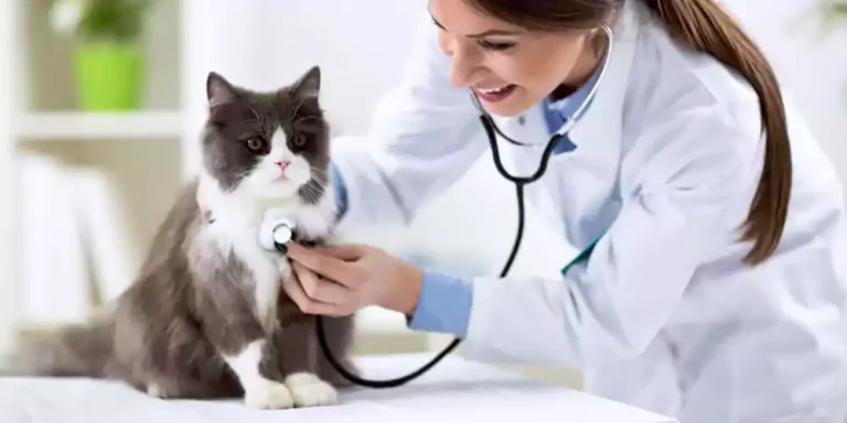 How Often Do You Take a Cat to The Vet