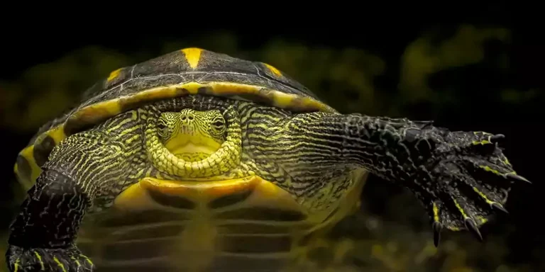 5 Types of Pet Turtles That Make Great Pets