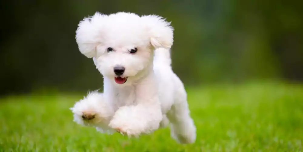 7 Fun Facts About Dogs
