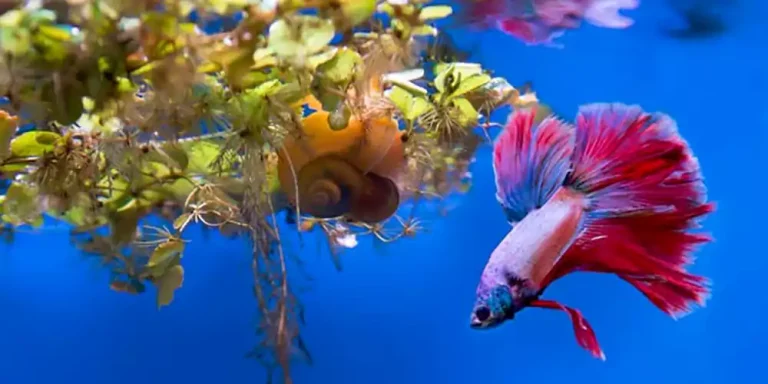 Best Fish for Small Tank