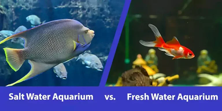 Comparison In Saltwater vs Freshwater Aquarium