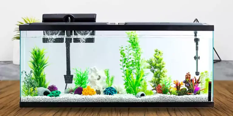 Complete Fish Tank Setup for Beginners