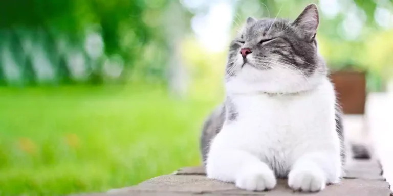 Happy Cat Signs: Keep Your Cat Happy and Healthy