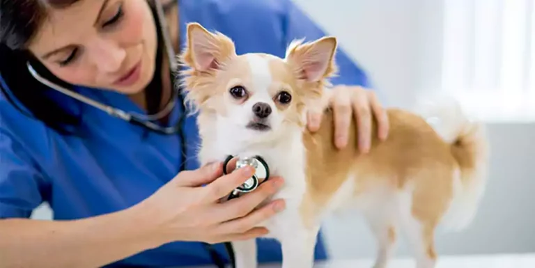 How Often Should I Take My Dog to The Vet