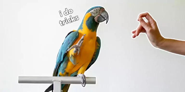 How To Train Your Bird tricks