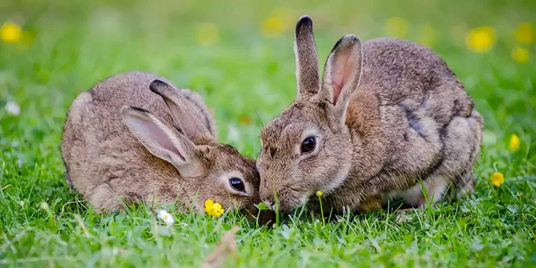 Rabbits Care in Summer