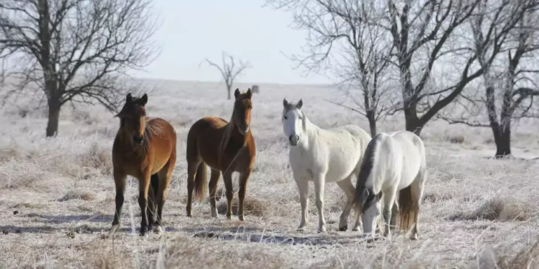 Top 10 Horse Breeds