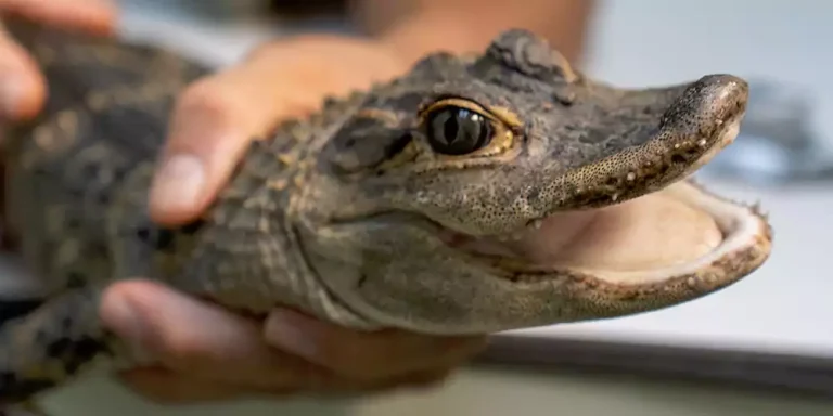 Why Having a Pet Alligator Isn’t a Good Idea