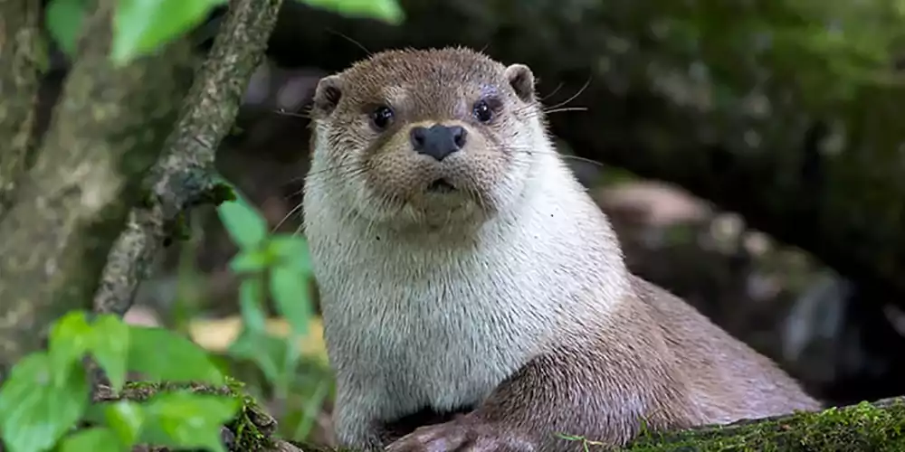 World's Most 5 Rude Animals