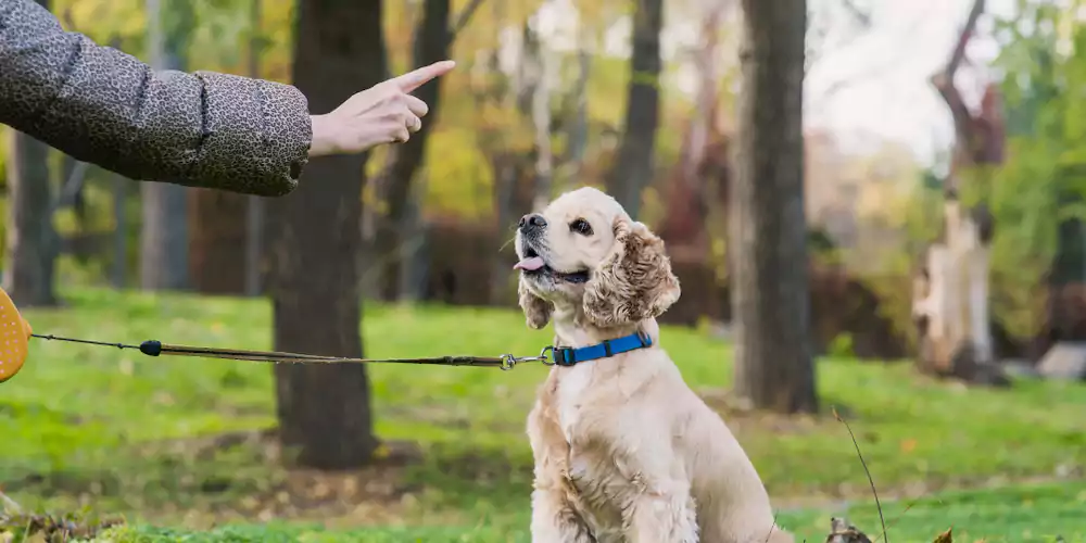 Tricks to Teach Your Dog for Beginners