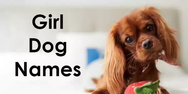 Girl Dog Names