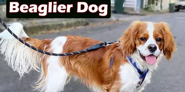 Beaglier Dog