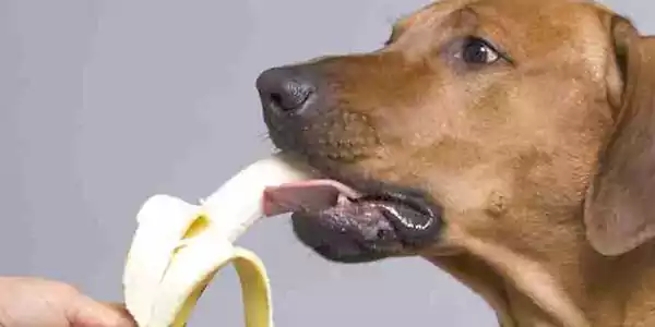 Can Dogs Eat Bananas 2