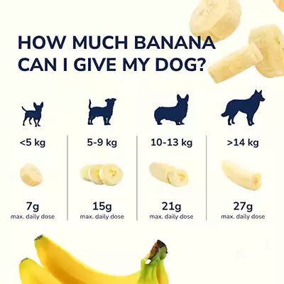 Can Dogs Eat Bananas 4