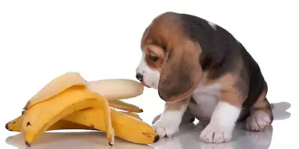 Can Dogs Eat Bananas