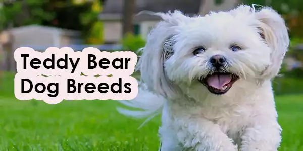 Teddy Bear Dog Breeds